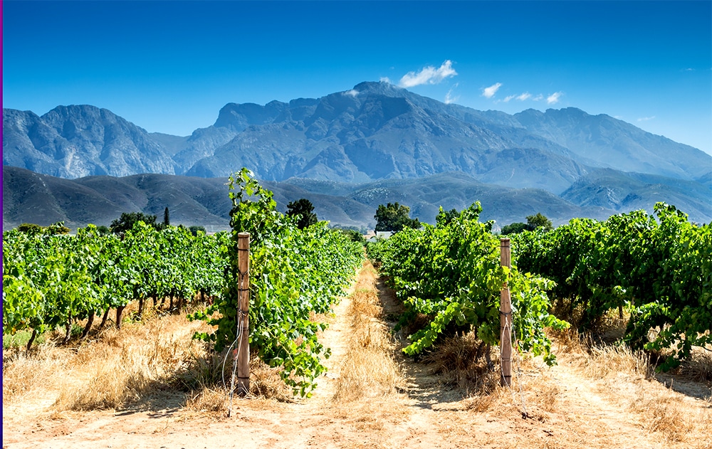 Vineyards with mountains in the background