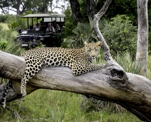 Cheetah lying on a branch with a safari jeep of people in the background