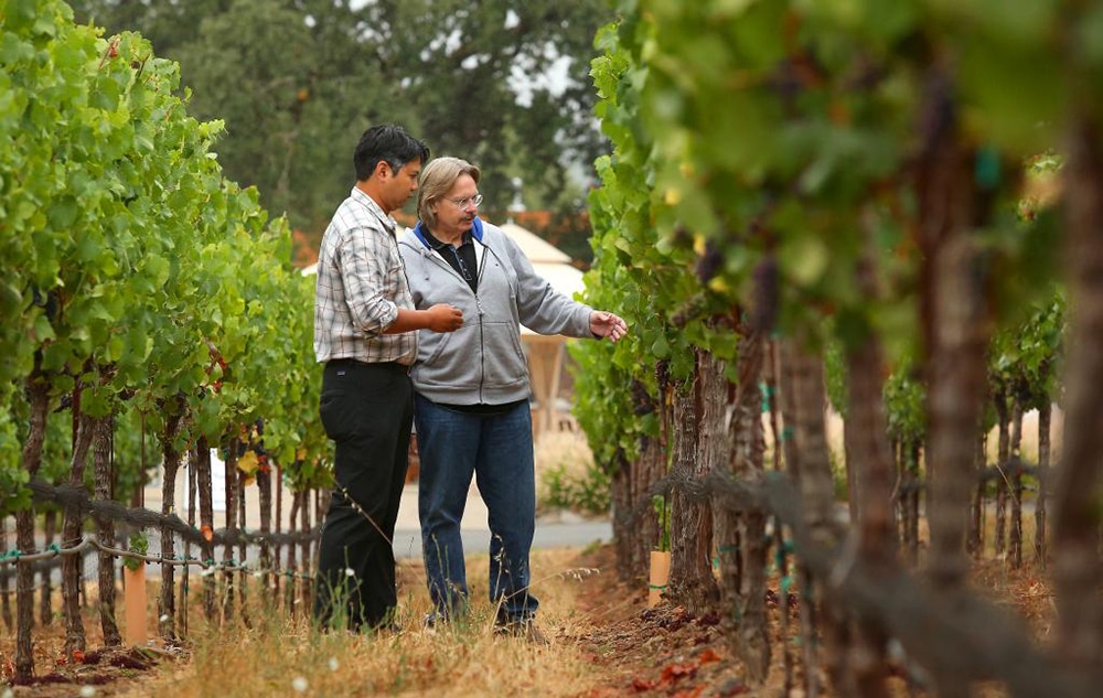 Jeff Mangahas and Bob Cabral looking at grape vines