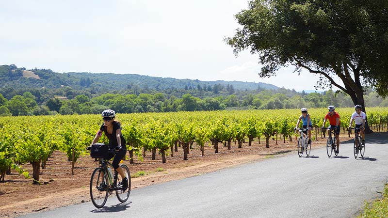 sonoma cycle group riding bicycles past vineyards