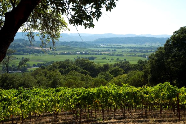 View of vineyards and mountrains in Alexander Valley
